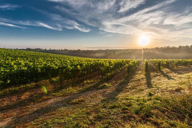 tuscany-grape-field-nature-51947